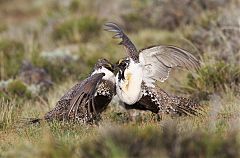 Greater Sage-Grouse